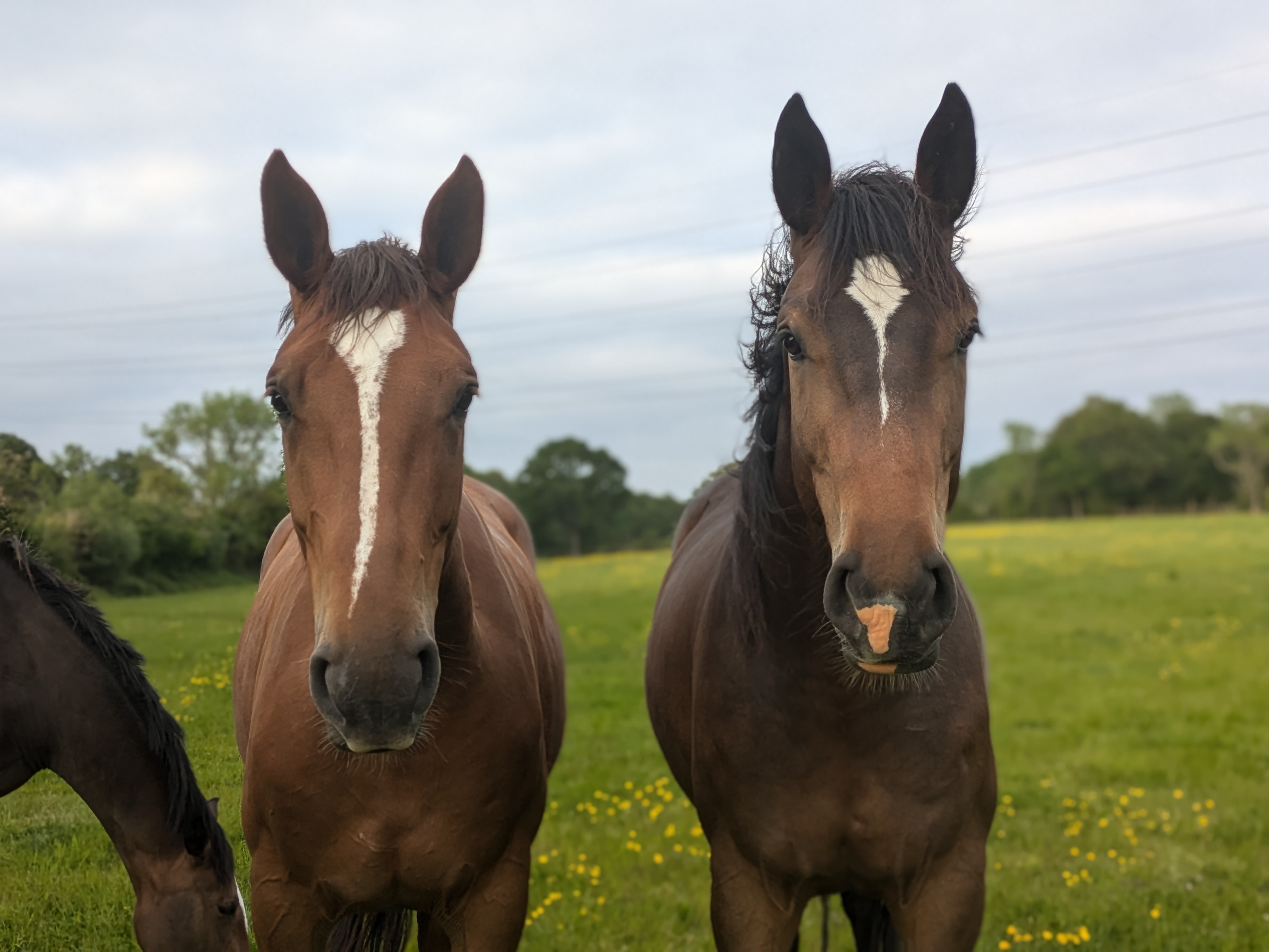 Horses in pasture at Crikey Equestrian